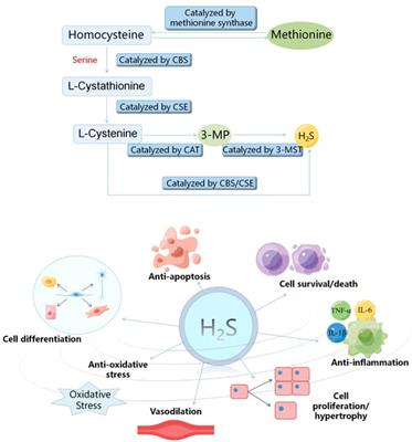 Hydrogen sulfide plays an important role by regulating endoplasmic reticulum stress in myocardial diseases